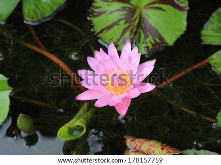 Purple lotus and green leaf