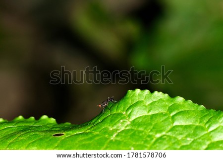 forest fly resting on a green leaf in the bushes on a dark background