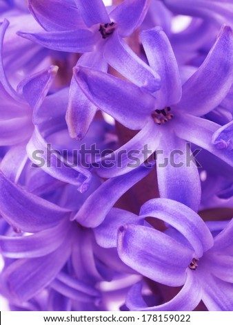Flower hyacinth     