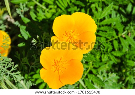 Bright California poppy bloom in the home garden on the fresh green leaves background. Selective focus.