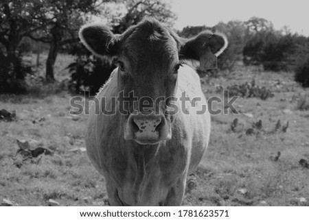 Tagged cow in black and white 