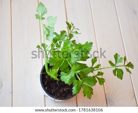 Green organic Celery leaves in plant with soil from gardening shop, on wooden table ready for planting and seeding in yard or container (plant pot) in balcony urban gardening or rural garden. Royalty-Free Stock Photo #1781638106