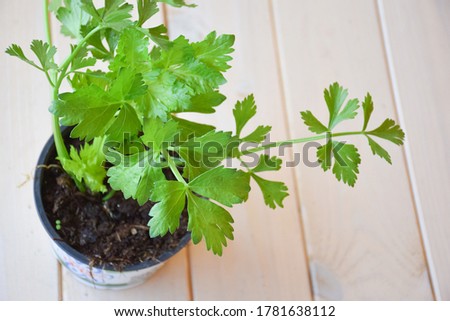 Green organic Celery leaves in plant with soil from gardening shop, on wooden table ready for planting and seeding in yard or container (plant pot) in balcony urban gardening or rural garden. Royalty-Free Stock Photo #1781638112
