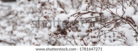 shrubs in the snow, white background