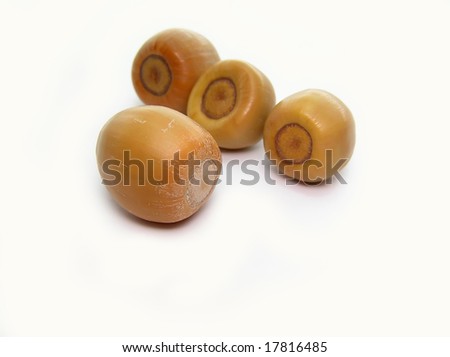 Close up of an acorn