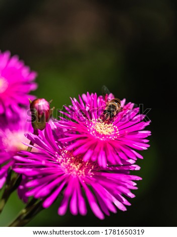 Bee on the pink flower. Close-up image of aptenia cordifolia plant and bee carrying pollen.