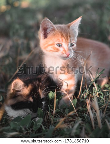 Two adorable little kittens are sitting in the grass. A red tabby kitten and a tricolor sit next to each other in nature. Young beautiful cats.