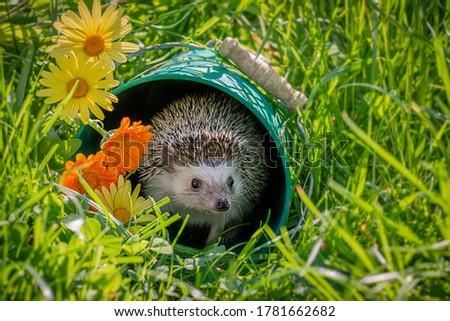 Four-toed Hedgehog (African pygmy hedgehog) - Atelerix albiventris funny summer picture