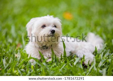 Cute and fluffy white dog relaxed lying on the grass on a summer day. Bokeh background