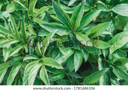 Green background with leaves, free space. Nature eco background. Background of green peony leaves. Peony leaves texture background.
