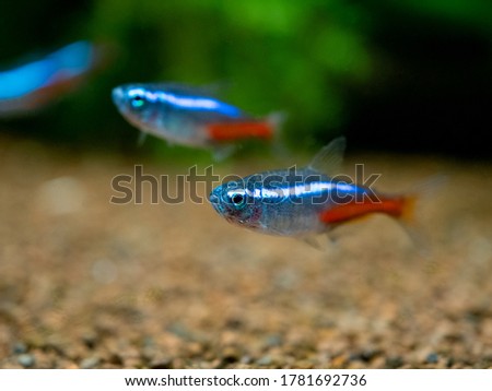 neon tetra (Paracheirodon innesi) isolated on a fish tank with blurred background