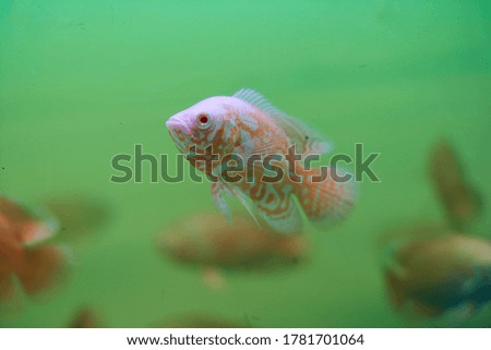 Fish in the aquarium tank
