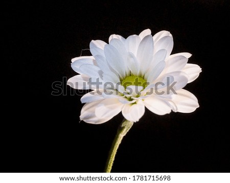 One white flower on black background