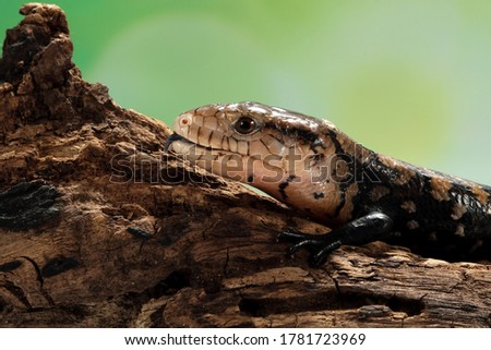 Panana lizards stick out long blue tongues on wood, panana lizard closeuup