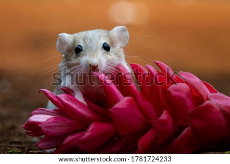 Cute gerbil mouse closeup face, Garbil mouse on red flower