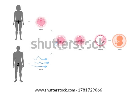 Embryo development. Fertilisation and pergnancy concept. Embryology stages. Male and female reproductive system in human body. Flat vector illustration. Medical poster, banner for clinic and education Royalty-Free Stock Photo #1781729066
