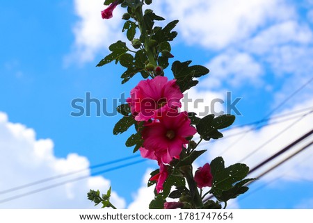 Home garden with pink lilies and blue sky background