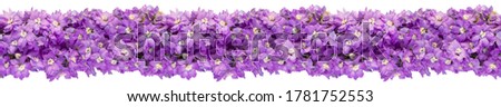 Seamless endless horizontal banner made of lilac delphinium flowers isolated on white background. Top view, copy space.