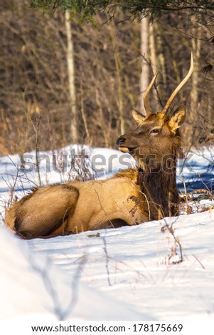 Bull Elk - Photograph taken in Benezette, Elk County, Pennsylvania