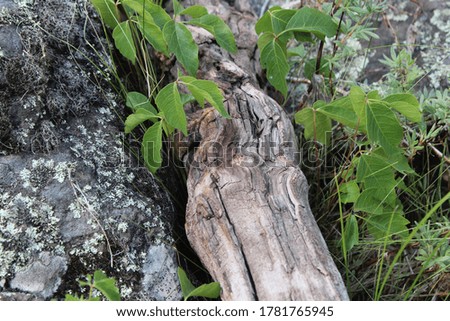 Close up of log among the rocks