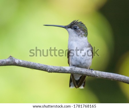 small humming bird sitting on a wooden stick of tree in front of blurry green background aesthetic 