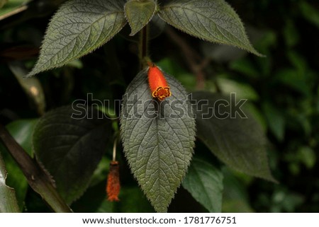
picture Exotic red flower plant with leaves with blur background in nature park