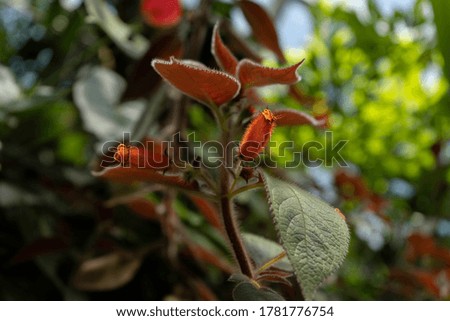 
picture Exotic red flower plant with leaves with blur background in nature park