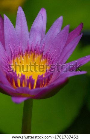 Close-up lotus blossom - waterlily
