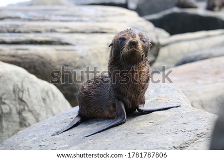 Australian long-nosed fur seal pup, South Australia