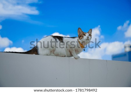 
Cute cat in the sun