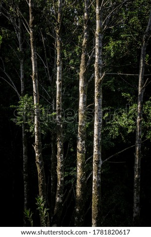 trees in the shade of the forest