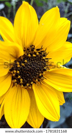 Close up pictures  of sunflower
