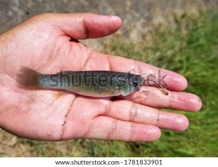 Holding a minnow on the fishing hook for bait Royalty-Free Stock Photo #1781833901