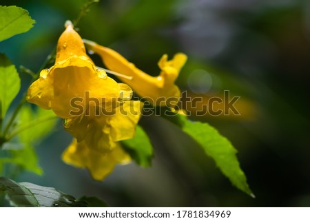 Close up picture, Tecoma stans, Yellow Bell, Ornamental Africa, Yellow Flowers with water drops after the rain fall