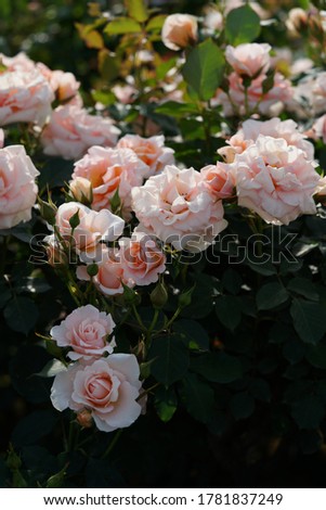 Light Apricot Flower of Rose 'Kotone' in Full Bloom