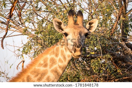 Giraffe cow staring to the front with thorn tree in the background