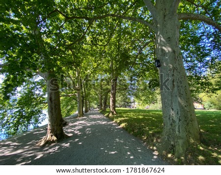 Landscape of the Planes or plane trees avenue near the lake (Flower Island Mainau on the Lake Constance or Die Blumeninsel im Bodensee) - Constance, Germany / Konstanz, Deutschland