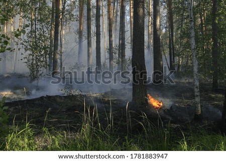 A large area of ​​the forest is on fire. Volunteer firefighters extinguish fires