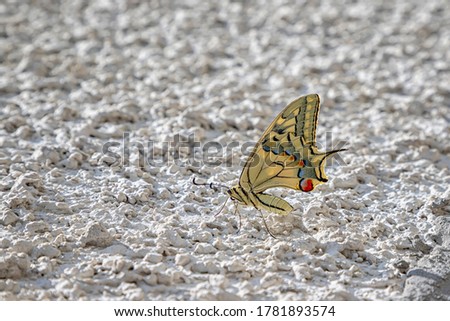 Colorful butterfly sitting on the white wall, blurred background with copy space