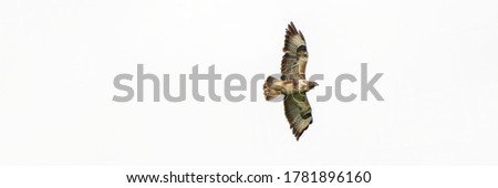 One common buzzard bird, bird of pray, buteo buteo, in flight against a white sky. Wide long cover or banner.