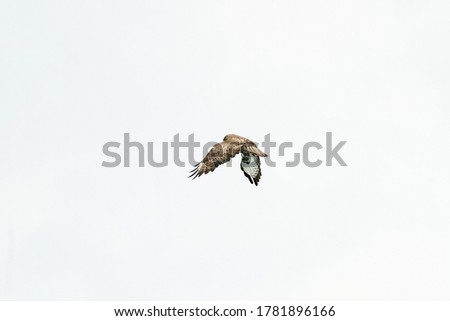 One common buzzard bird, bird of pray, buteo buteo, in flight against a white sky.