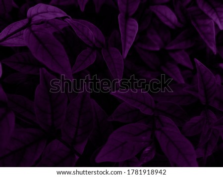 Beautiful abstract color blue and purple flowers on dark background and purple graphic pink flower frame and pink leaves texture, purple background, colorful graphics banner,  