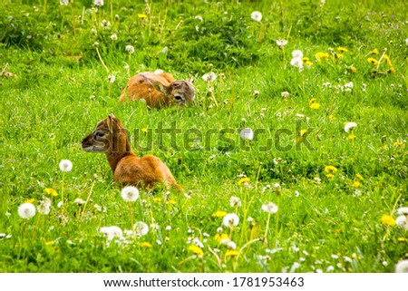Two small deer on a flower meadow