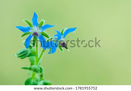 Borage flower on a green blurred background.