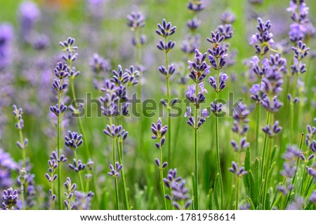 Lavender flowers in a soft focus, pastel colors and blur background. 