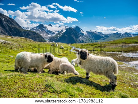 Valais Blacknose sheep on Nufenenpass in the Valais Alps Royalty-Free Stock Photo #1781986112