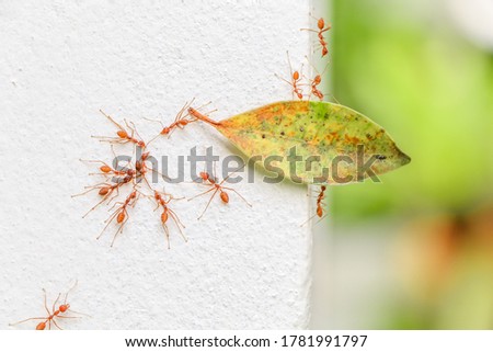 Brown ants isolated on white. red ants teamwork on leaf hunt insect wild nature