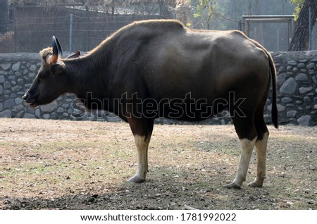 Gaur or Indian bison is native to South and Southeast Asia. It is the largest species among the wild cattle. This picture is from Chhattbeer Zoo (Punjab) India