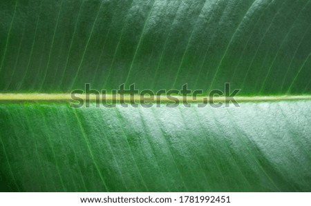Macro tropical green leaf texture. Detail foliage with vein background closeup. Summer wallpaper. Abstract nature backdrop with selective focus