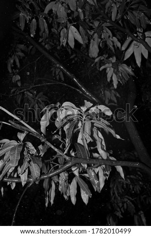 BLACK AND WHITE PHOTOGRAPHY OF RAIN ON WOODS